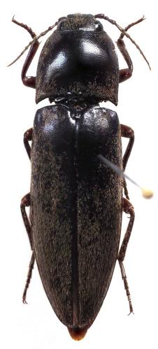 Ludigenus politus